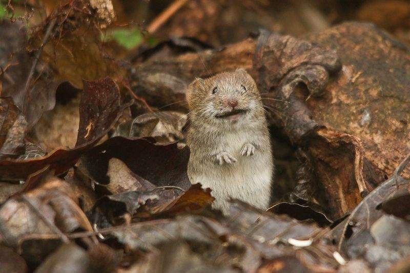 マウス選びで作業効率はどう変わる？基本の考え方